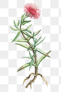 Hand drawn Mesembryanthemum Acinaciforme (Elands Sourfig)