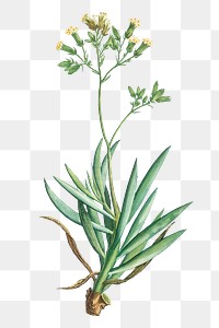 Hand drawn Cacalia Ficoides (Blue Chalk Stick)