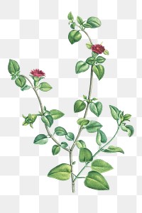 Hand drawn Mesembryanthemum Cordifolium (Baby Sun Rose)