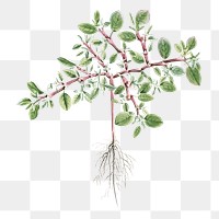 Hand drawn Trianthema Monogyna (Desert Horsepurslane)