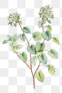 Hand drawn Sedum Populifolium (Poplar Leaved Stonecrop)