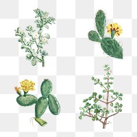 Hand drawn cactus design element set