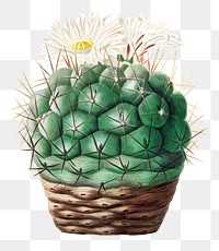 Vintage Echinocactus hexaedrophorus cactus design element