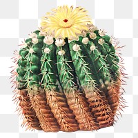 Vintage golden barrel cactus design element