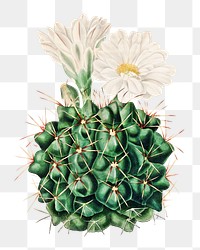 Vintage black chin cactus design element