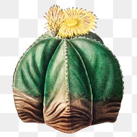 Vintage bishop&#39;s cap cactus design element