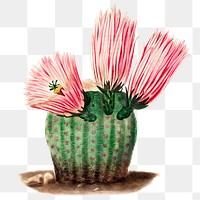 Vintage rainbow cactus design element