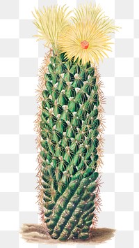 Vintage hedgehog cactus design element