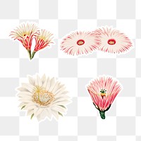 Vintage cactus flower sticker with white border collection