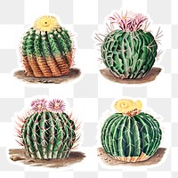 Vintage cactus sticker collection