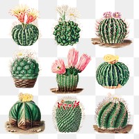 Vintage cactus collection