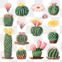 Vintage cactus illustration set