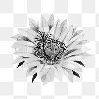 Vintage black and white lady of the night cactus flower design element