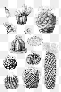 Vintage black and white cactus with flower illustration set