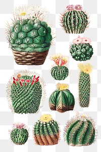 Vintage green cactus with flower illustration set