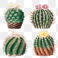 Vintage green cactus with flower illustration set