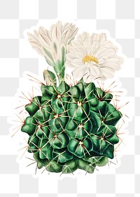 Vintage black chin cactus sticker with white border