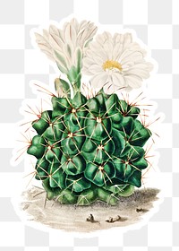 Vintage black chin cactus sticker with white border