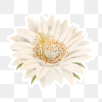 Vintage lady of the night cactus flower sticker with white border