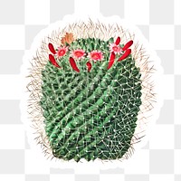 Vintage pincushion cactus flower sticker with white border