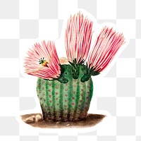 Vintage rainbow cactus sticker with white border