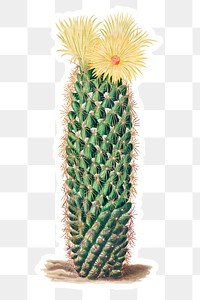 Vintage hedgehog cactus sticker with white border