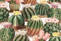 Vintage green cactus with flower illustration background