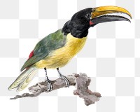 Wied's toucan png illustration, remixed from artworks by Aert Schouman