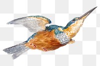 Kingfisher png illustration, remixed from artworks by Aert Schouman