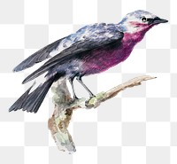 Cotinga png bird illustration, remixed from artworks by Aert Schouman