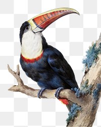 Red billed toucan png illustration, remixed from artworks by Aert Schouman