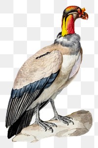 King vulture png illustration, remixed from artworks by Aert Schouman