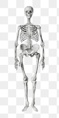 Png human skeleton drawing, remixed from artworks by George Stubbs