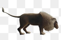 Lion png sticker from Henri Rousseau's The Sleeping Gypsy, famous artwork on transparent background, remastered by rawpixel