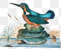 Kingfisher png sticker, vintage bird illustration, remixed from artworks by James Bolton