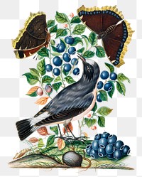 Bird png sticker, bilberry plant, watercolor painting, remixed from artworks by James Bolton