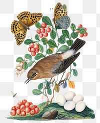 Bird, butterfly png sticker, cowberry plant, watercolor painting, remixed from artworks by James Bolton