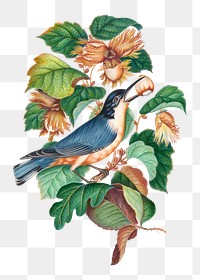 Bird png sticker, hazelnut plant, watercolor painting, remixed from artworks by James Bolton