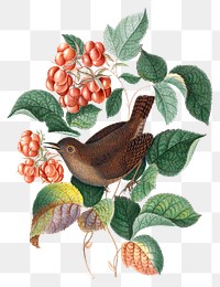 Bird png sticker, raspberry plant, watercolor painting, remixed from artworks by James Bolton