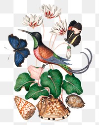 Bird, butterfly png sticker, botanical flower, watercolor painting, remixed from artworks by James Bolton