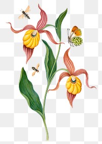 Orchid png sticker, vintage insects, plant illustration, remixed from artworks by James Bolton