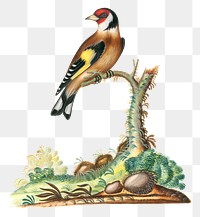 Goldfinch png sticker, vintage bird illustration, remixed from artworks by James Bolton