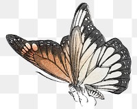 Monarch butterfly png sticker, vintage illustration, remix from the artwork of Morimoto Toko