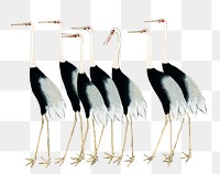 Png Flock of Japanese Red Crown Crane sticker, Ogata Korin's famous animal artwork on transparent background, remastered by rawpixel