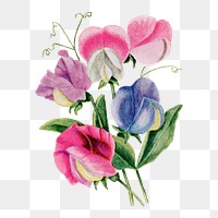 Sweet peas flower png sticker, watercolor illustration, digitally enhanced from our own original copy of The Open Door to Independence (1915) by Thomas E. Hill.
