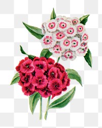Sweet William flower png sticker, watercolor illustration, digitally enhanced from our own original copy of The Open Door to Independence (1915) by Thomas E. Hill.