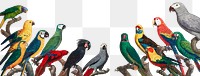 Png flock of macaws on branch illustration