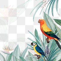 Exotic parrots jungle border png illustration 