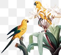 Exotic parrots jungle border png illustration 