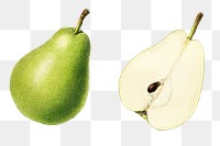 Vintage pears transparent png. Digitally enhanced illustration from U.S. Department of Agriculture Pomological Watercolor Collection. Rare and Special Collections, National Agricultural Library.